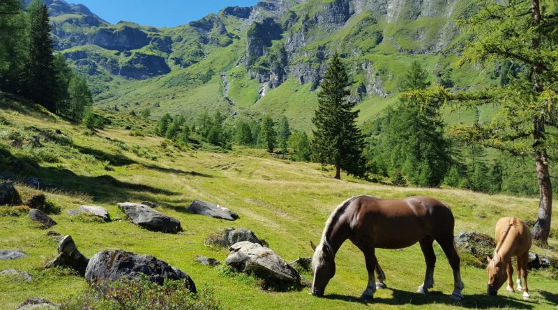 Importanza degli Animali nelle aziende