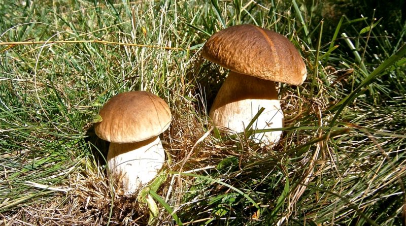 Boletus edulis