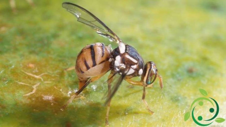 Come costruire una trappola contro insetti e mosche della frutta