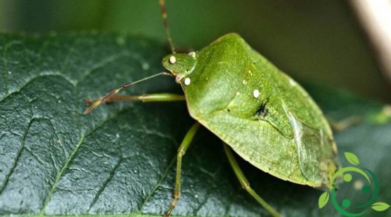 Come combattere la cimice verde