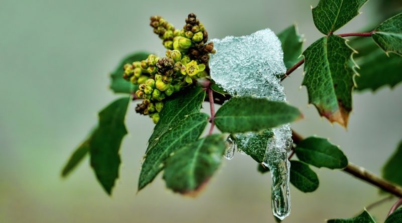 La perdita di biodiversità riduce la produttività