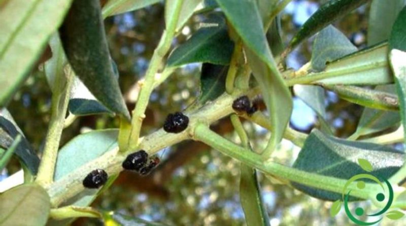 cocciniglia mezzo grano di pepe