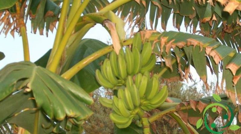 Come coltivare e maturare le banane