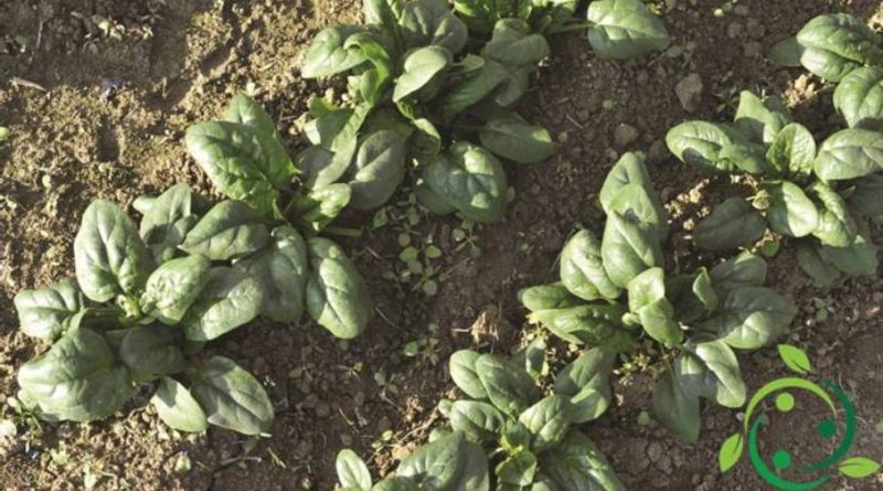 Come coltivare gli spinaci