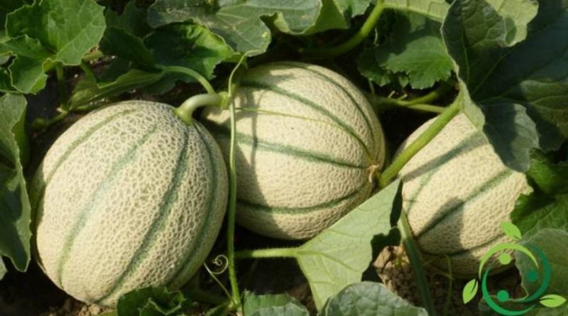 Come coltivare il melone