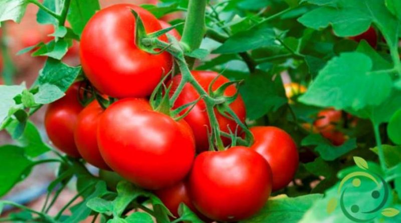 Come coltivare il pomodoro