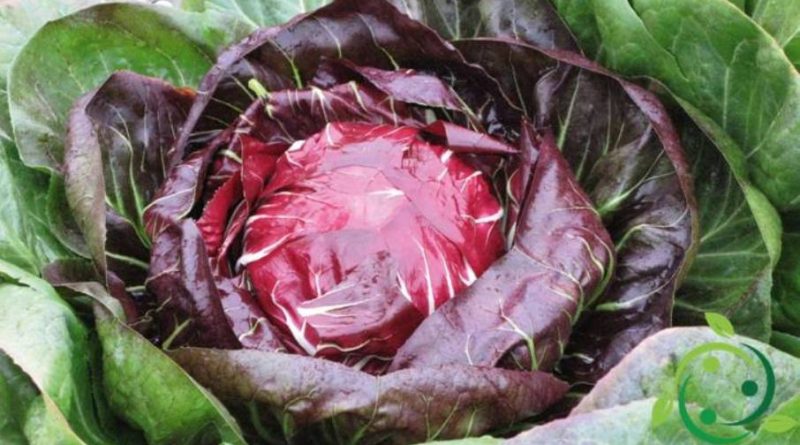 Come coltivare il radicchio