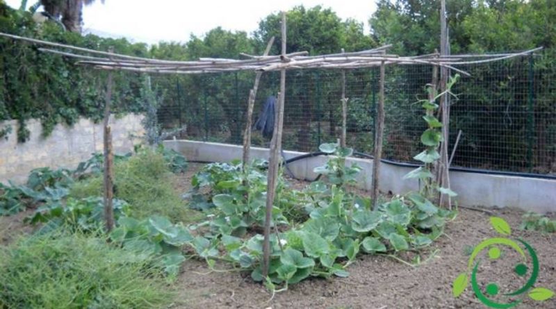 Italiano) Come coltivare la zucchina siciliana in maniera biologica