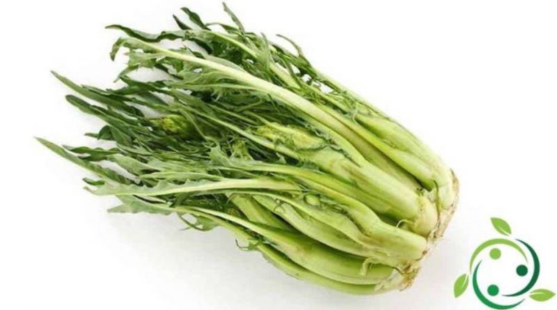 Come coltivare le puntarelle