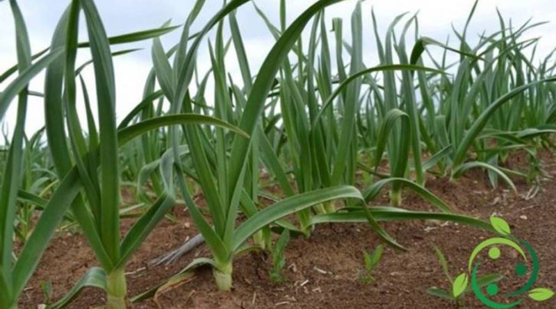 Come coltivare l’aglio in maniera biologica