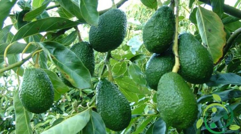 Come coltivare l’avocado