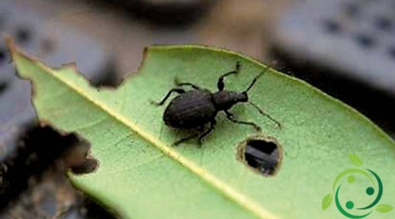 Rimedi Naturali contro l’Ozziorinco