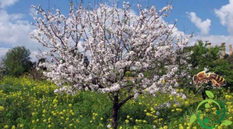 Come produrre il miele di Mandorlo