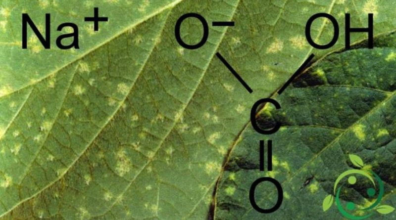 Bicarbonato di sodio come fungicida naturale