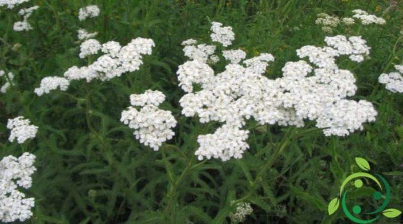 Come coltivare l’achillea in maniera biologica