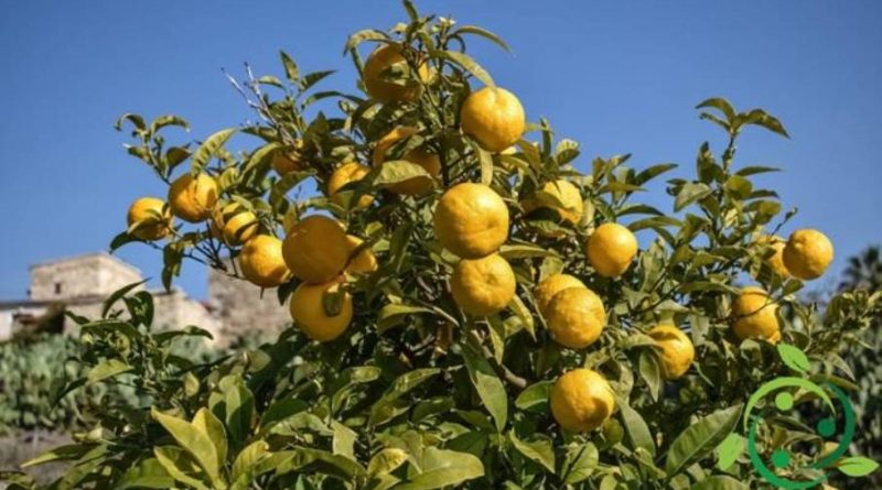 Come coltivare l’arancio amaro in maniera biologica