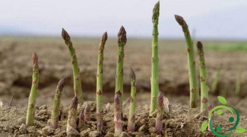 Come coltivare gli asparagi in maniera biologica