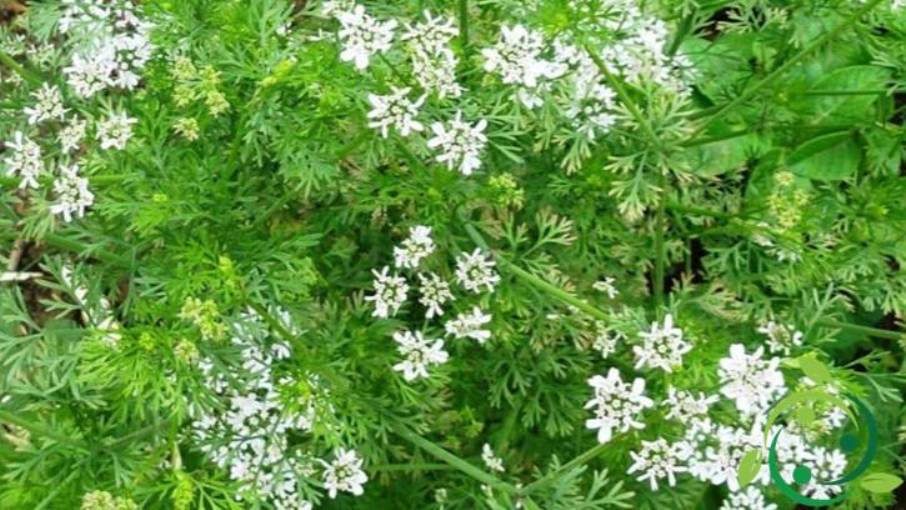 How to grow coriander in a biological way, techniques and