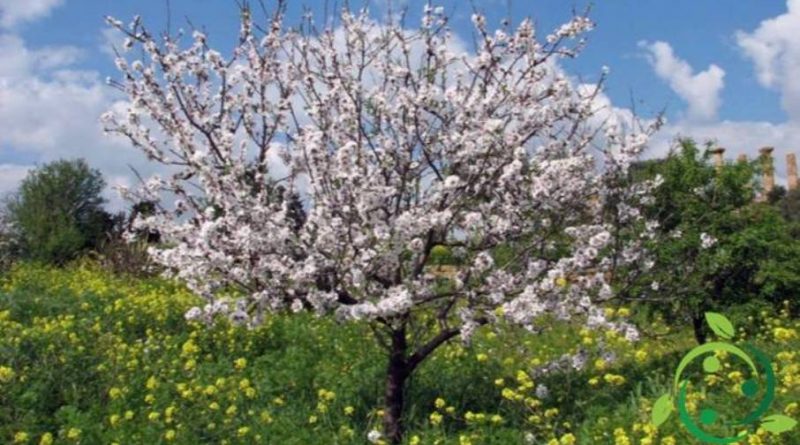 Come coltivare il mandorlo in maniera biologica