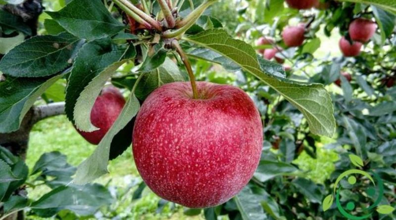 Come coltivare il melo in maniera biologica