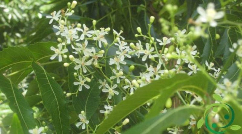 Come coltivare l’albero di Neem in maniera biologica