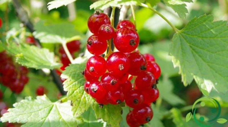 Come coltivare il Ribes in maniera biologica