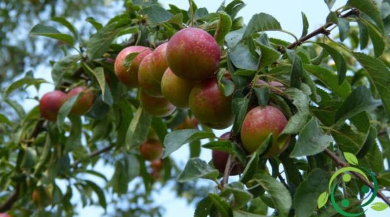 Come coltivare il susino in maniera biologica