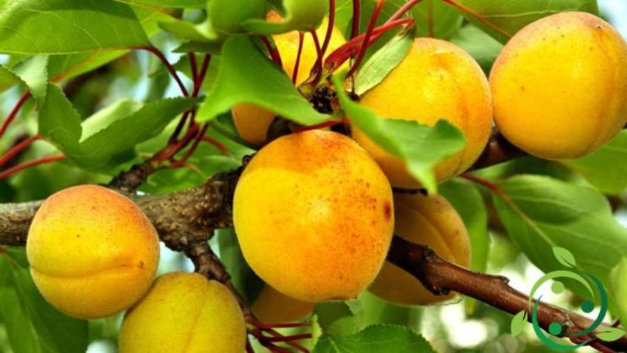 How to grow apricots in a biological, technical way and advice
