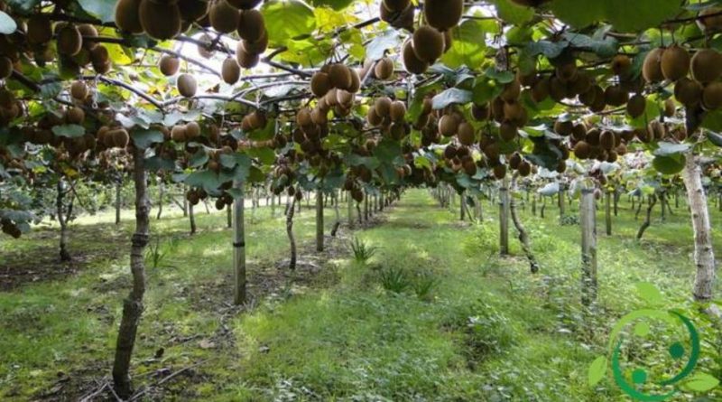 Come coltivare il Kiwi in maniera biologica