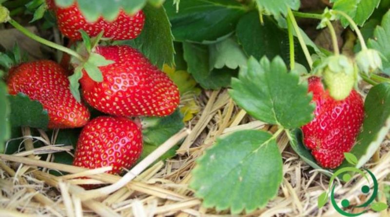 Come coltivare la fragola in maniera biologica