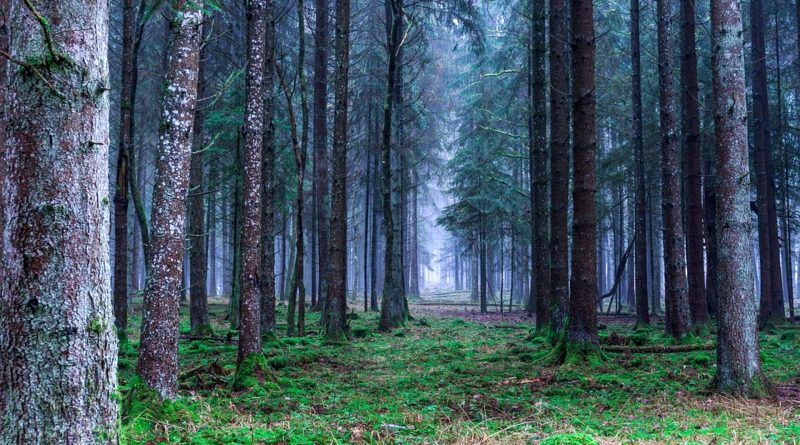 piano di riforestazione