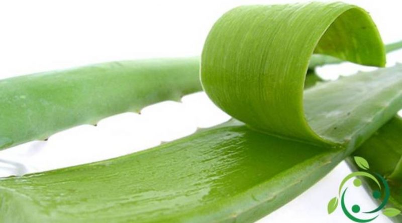 Come preparare il succo di Aloe vera