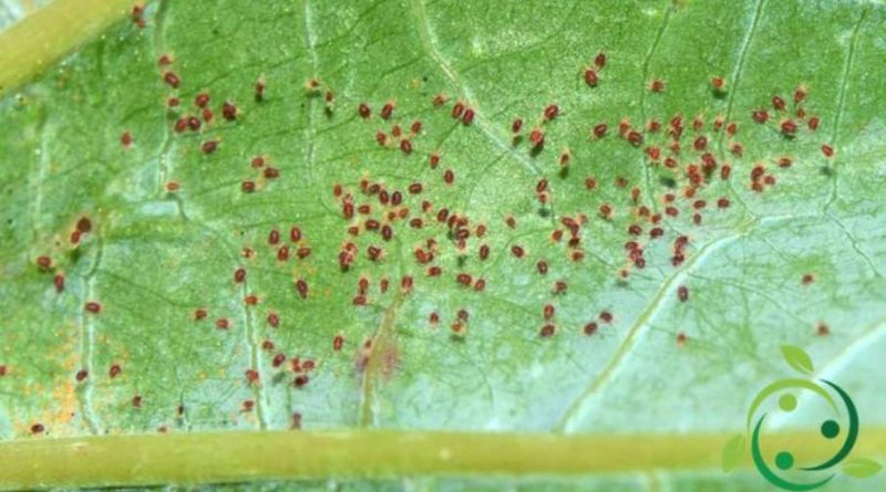 Come combattere il Ragnetto rosso in maniera biologica