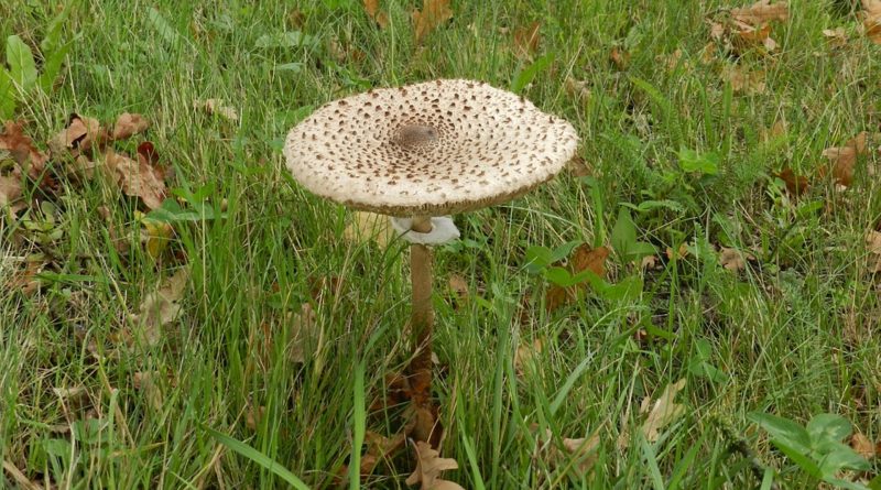 Macrolepiota procera