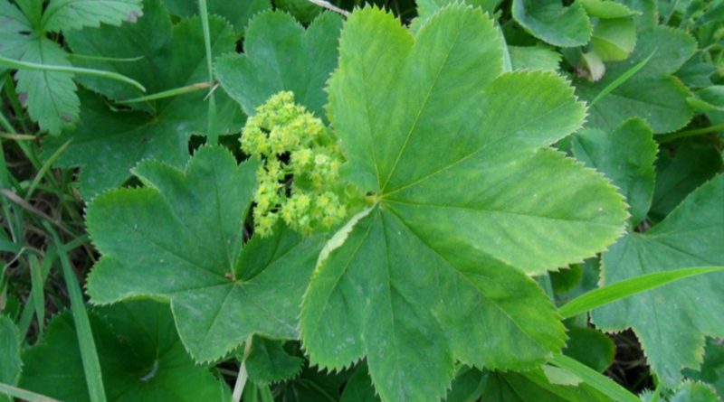 Alchemilla xanthochlora