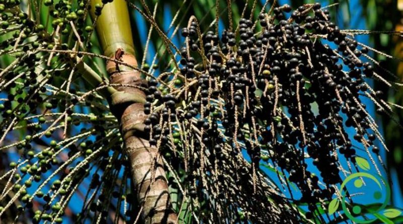 Come coltivare l’Acai in maniera biologica