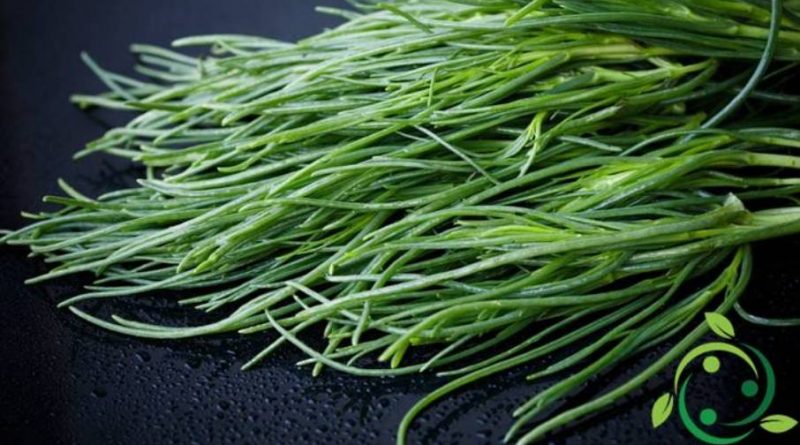 Come coltivare gli Agretti in maniera biologica