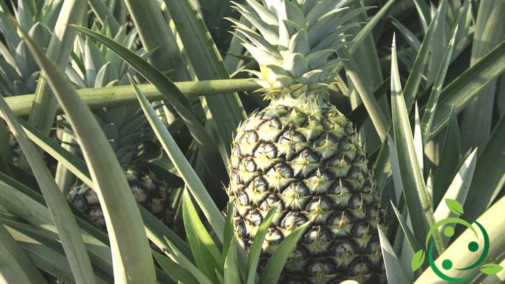 Come coltivare l’ananas in maniera biologica
