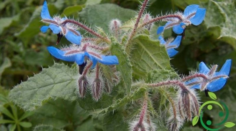 Come coltivare la borragine nel vostro orto