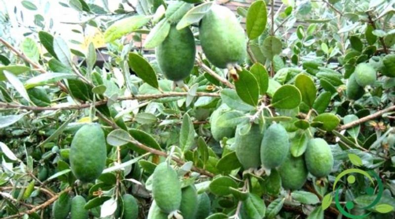 Come coltivare la Feijoa in maniera biologica