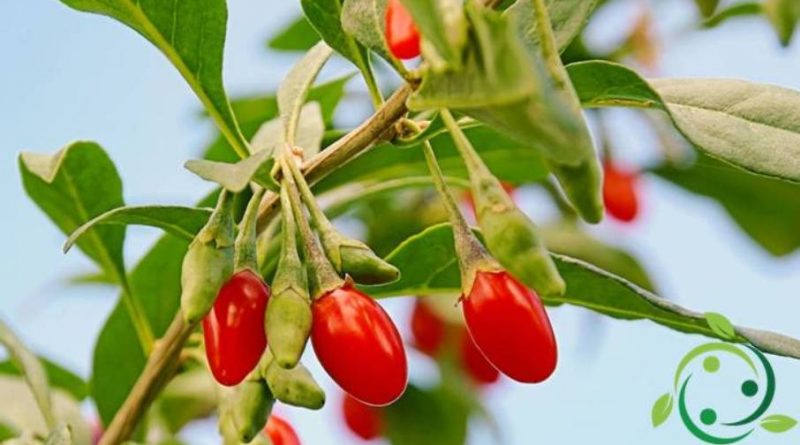 Come coltivare le bacche Goji in maniera biologica