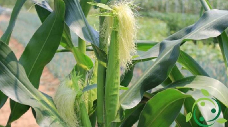 Come coltivare il mais in maniera biologica
