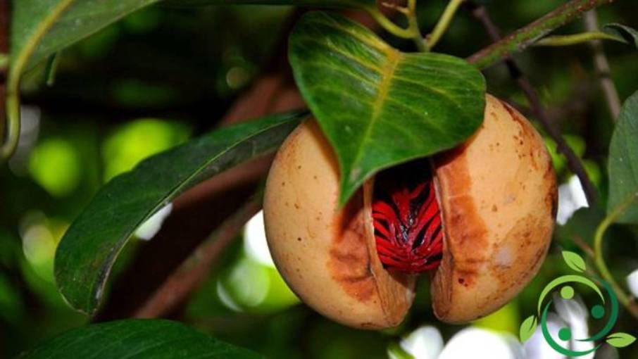 How to grow nutmeg in a biological way