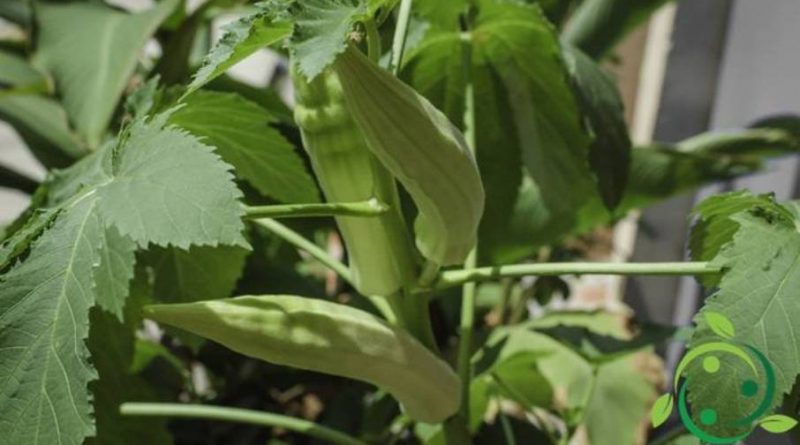 Come coltivare la okra in maniera biologica