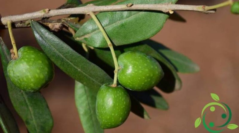 Come coltivare l'olivo in maniera biologica