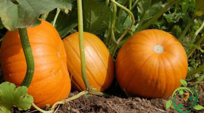 Come coltivare la zucca in maniera biologica