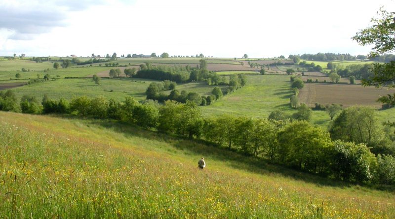 La funzione ecologica delle siepi