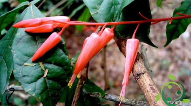 Insetticida naturale a base di Quassia