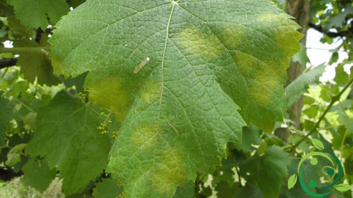 Come combattere la peronospora in maniera biologica