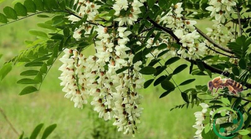 Come produrre il miele di Acacia biologico